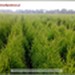 Żywotnik zachodni `Smaragd` - komplet 500 sadzonek (30-55 cm)
