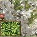 Śliwa wiśniowa (ałycza) - komplet 50 sadzonek (50-80 cm)