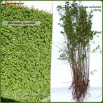 Śliwa wiśniowa (ałycza) - komplet 500 sadzonek (50-80 cm)
