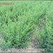 Ligustr pospolity `Atrovirens`zimozielony - komplet 500 sadzonek (50-80 cm)