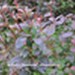 Berberys Thunberga `Atropurpurea` - komplet 50 sadzonek (30-55 cm)