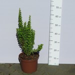 Berberys Thunberga 'Erecta' (Berberis thunbergii 'Erecta') 40/50 cm, C5