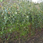 Brzoza brodawkowata (Betula pendula) 'Youngii' roz. 8/10 pa 180
