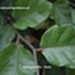 Buk pospolity (b. zwyczajny) - komplet 500 sadzonek (20-40 cm)