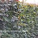 Buk pospolity `Atropunicea` - komplet 50 sadzonek (25-50 cm)