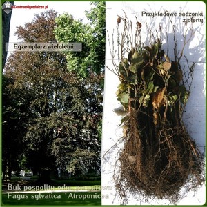 Buk pospolity `Atropunicea` - komplet 500 sadzonek (25-50 cm)