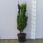 Cis pospolity 'David' (Taxus baccata 'David') 80/90 cm, C5