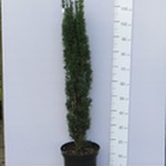 Cis pospolity 'Fastigiata Robusta' (Taxus baccata 'Fastigita Robusta') 100/110 cm, C10
