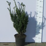 Cis pośredni 'Hillii' (Taxus x media 'Hillii') 60/70 cm, C5