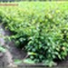 Buk pospolity (b. zwyczajny) - komplet 500 sadzonek (50-90 cm)
