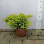 Jałowiec Pfitzera 'Gold Star' (Juniperus x pfitzeriana 'Gold Star') 40/50cm, C5