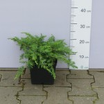 Jałowiec nadbrzeżny 'Schlager' (Juniperus conferta 'Schlager') 35/45cm, C3