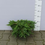 Jałowiec nadbrzeżny 'Schlager' (Juniperus conferta 'Schlager') 45/50cm, C5