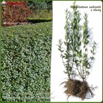 Ligustr pospolity `Atrovirens` zimozielony - komplet 50 sadzonek (50-80 cm)
