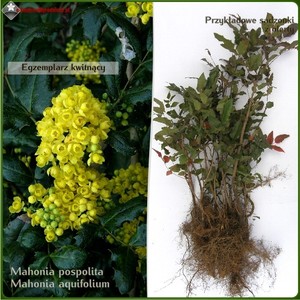 Mahonia pospolita - komplet 500 sadzonek (25-50 cm)