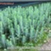 Świerk kłujący `Majestic` - komplet 50 sadzonek (40-50 cm)