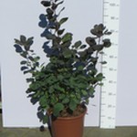 Perukowiec podolski 'Royal Purple' (Cotinus coggygria 'Royal Purple') 90/95 cm, C12