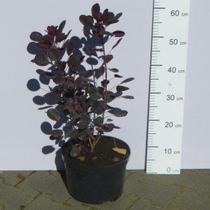 Perukowiec podolski 'Lila' (Cotinus coggygria 'Lila') 55/60cm, C5