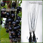 Porzeczka czarna `Titania` - komplet 10 sadzonek (40-60 cm)