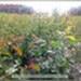 Śliwa wiśniowa (ałycza) - komplet 500 sadzonek (50-80 cm)