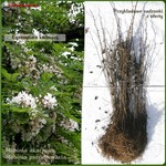 Robinia biała (akacja) - komplet 50 sadzonek (40-70 cm)