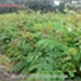 Robinia biała (akacja) - komplet 50 sadzonek (40-70 cm)