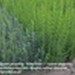 Ligustr pospolity `Atrovirens` zimozielony - komplet 50 sadzonek (50-80 cm)