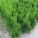 Żywotnik zachodni `Smaragd` - komplet 50 sadzonek (40-65 cm)