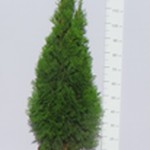 Żywotnik zachodni 'Smaragd' (Thuja occidentalis 'Smaragd') 100/120 cm, C7,5
