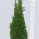 Żywotnik zachodni 'Smaragd' (Thuja occidentalis 'Smaragd') 120/140 cm, C10