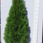 Żywotnik zachodni 'Smaragd' (Thuja occidentalis 'Smaragd') 140/160 cm, C12