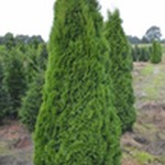 Żywotnik zachodni 'Smaragd'(Thuja occidentalis 'Smaragd') 220/ 250 cm EXTRA, br