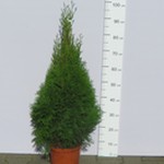 Żywotnik zachodni 'Smaragd' (Thuja occidentalis 'Smaragd') 70/80cm, C4