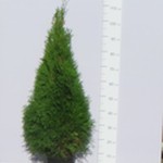 Żywotnik zachodni (Thuja occidentalis) 'Smaragd'  90/100 cm, C5