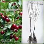Wiśnia `Nefris` - roczna sadzonka